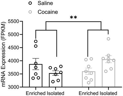 Fibroblast growth factor 13-mediated regulation of medium spiny neuron excitability and cocaine self-administration